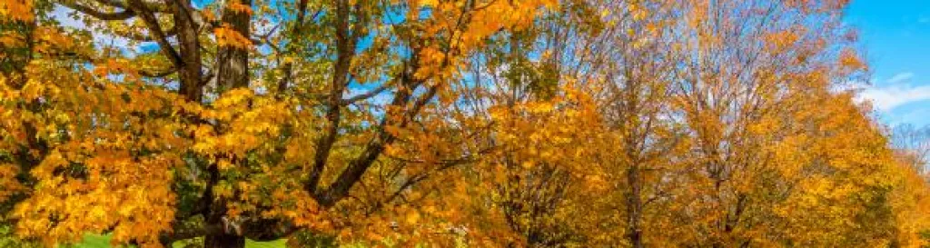 Fall Foliage colors in Vermont