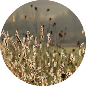 Close up of a field of tall grass.