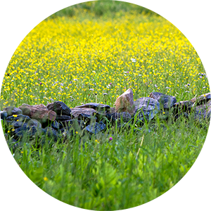 Stonewall in the middle of a field of yellow and purple flowers.