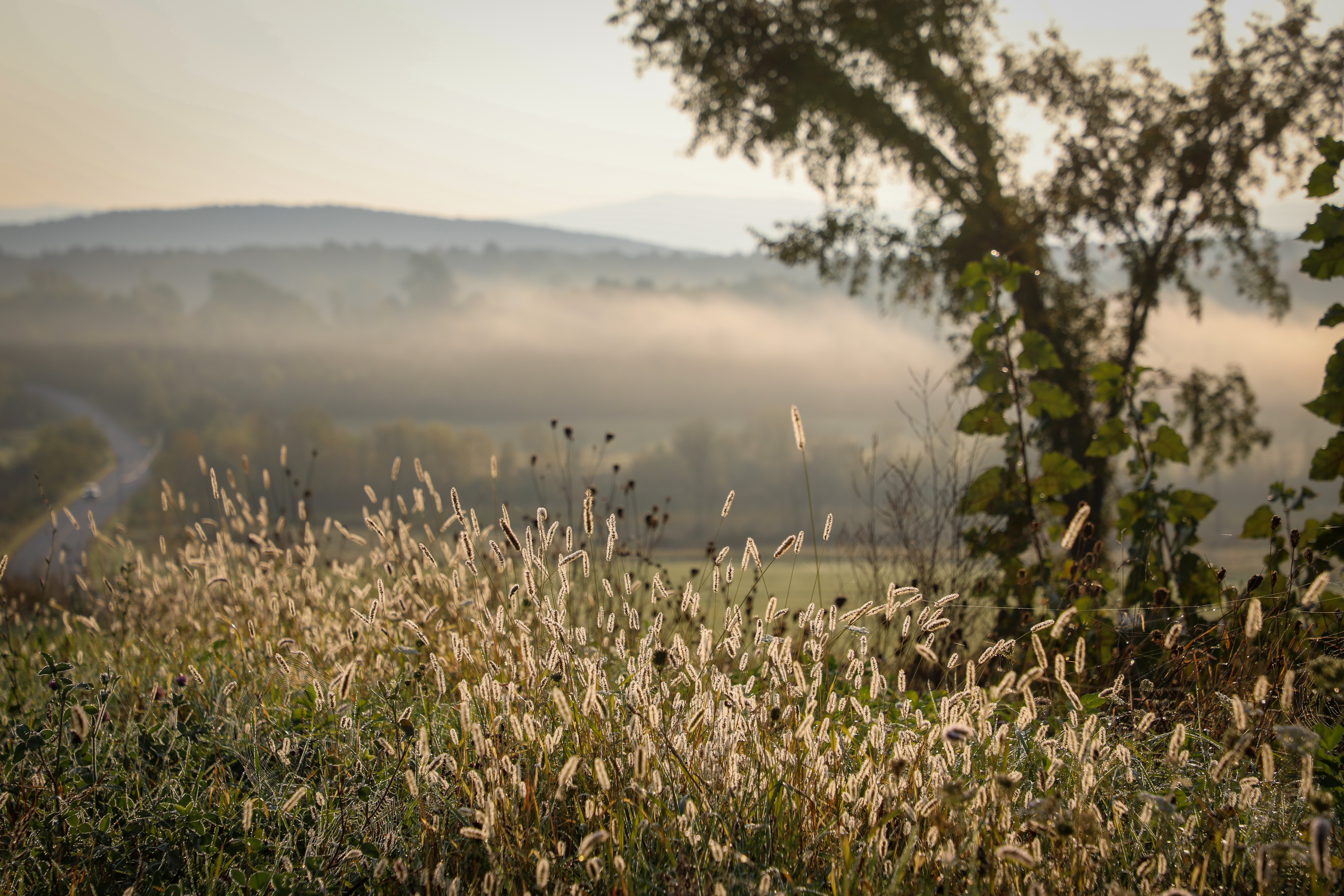 Close up of a field of tall grass.