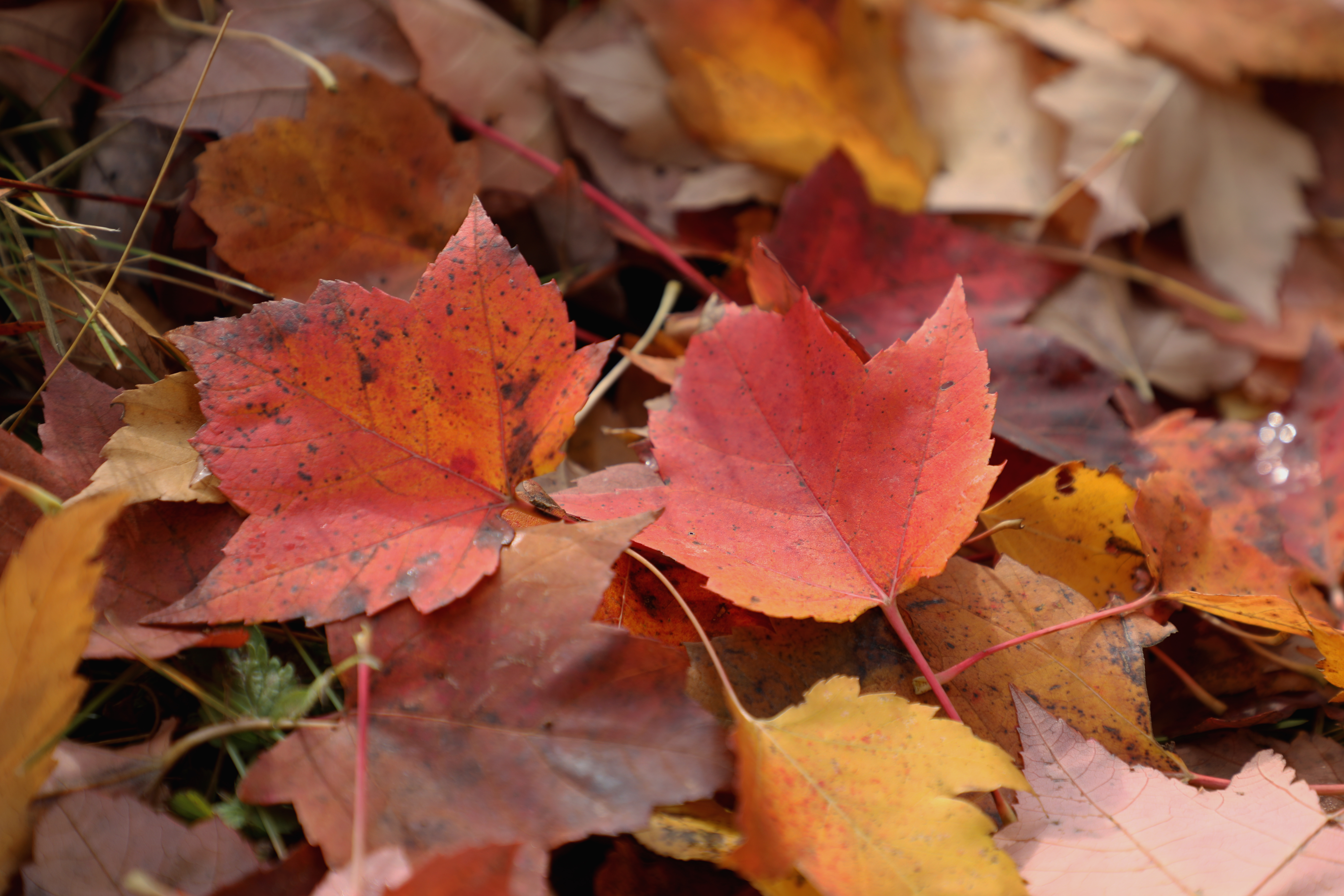 Close up of fall leaves.